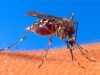 Experimental malaria prevention proves effective; The latest health stories from around the world
