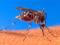 Experimental malaria prevention proves effective; The latest health stories from around the world