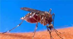 Experimental malaria prevention proves effective; The latest health stories from around the world