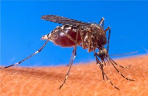 Experimental malaria prevention proves effective; The latest health stories from around the world