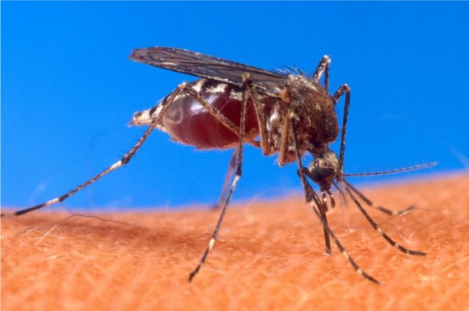 Experimental malaria prevention proves effective; The latest health stories from around the world