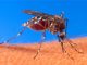 Experimental malaria prevention proves effective; The latest health stories from around the world