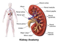 Genetically modified kidney marks major milestone in organ transplantation; The latest health stories from around the world