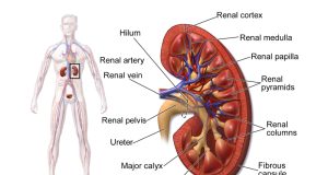 Genetically modified kidney marks major milestone in organ transplantation; The latest health stories from around the world
