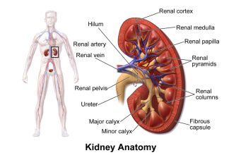 Genetically modified kidney marks major milestone in organ transplantation; The latest health stories from around the world