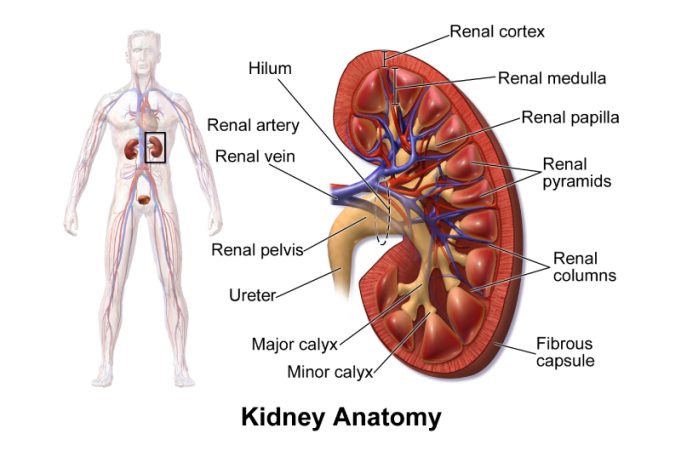 Genetically modified kidney marks major milestone in organ transplantation; The latest health stories from around the world
