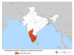 Plantations and the risks of KFD