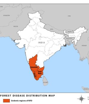 Plantations and the risks of KFD